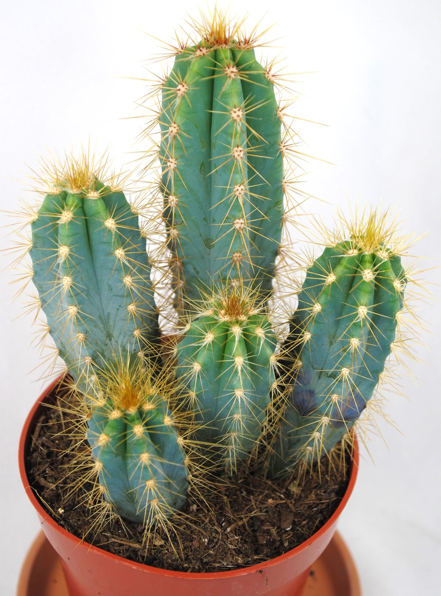 Pilosocereus azureus Säulenkaktus Kakteengruppe 5-6 Pflanzen 11er Topf K 9