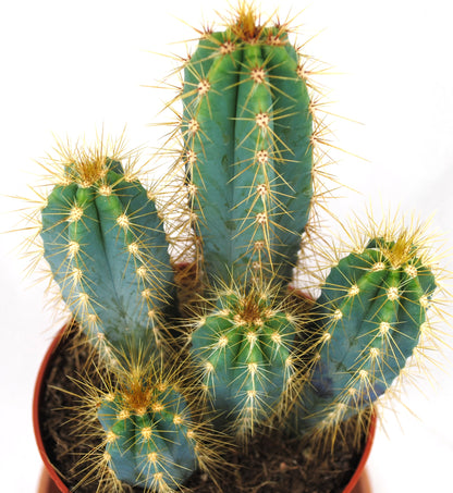Pilosocereus azureus Säulenkaktus Kakteengruppe 5-6 Pflanzen 11er Topf K 9