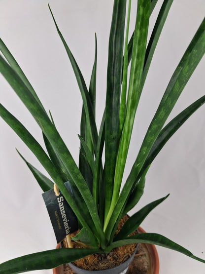 Sansevieria kirkii Bogenhanf pflegeleicht Zimmerpflanze Pflanze ca.50cm hoch