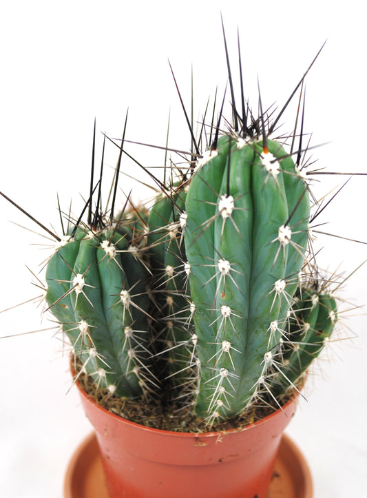 Stetsonia coryne,Säulenkaktus,Kakteengruppe,5-6 Pflanzen,11er Topf,K 7