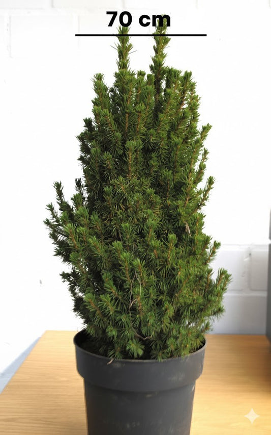 Zuckerhutfichte,Picea glauca ‘Conica’,immergrün,50cm,für Winterdeko,Garten