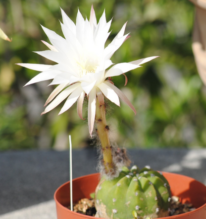 Echinopsis subdenudata,Seeigel-Kaktus,Solitärpflanze,9er Topf,K 6