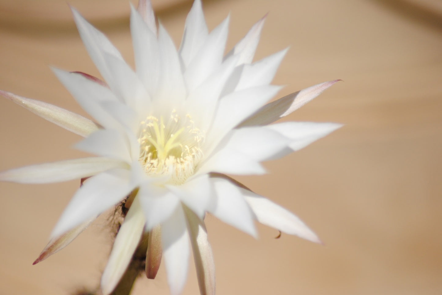 Echinopsis subdenudata,Seeigel-Kaktus,Solitärpflanze,9er Topf,K 6
