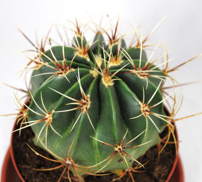 Ferocactus histrix Kugelkaktus große Pflanze im 14er Topf Kakteen Sukkulente