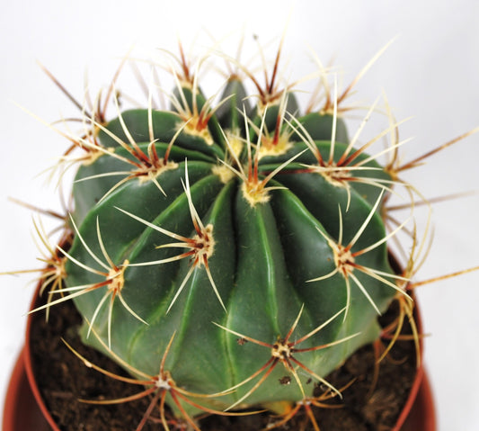 Ferocactus histrix,Kugelkaktus,große Pflanze,im 14er Topf,Kakteen,Sukkulente