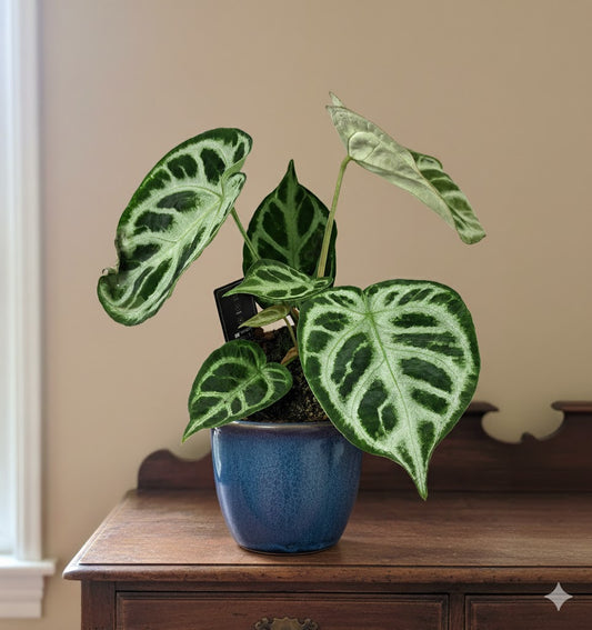 Herzblattblume,Anthurium clarinervium,25cm hoch,kräftige Zimmerpflanze