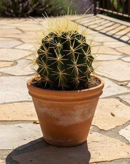 Ferocactus hamatacanthus sehr große Pflanze im 17er Topf Kakteen Sukkulente
