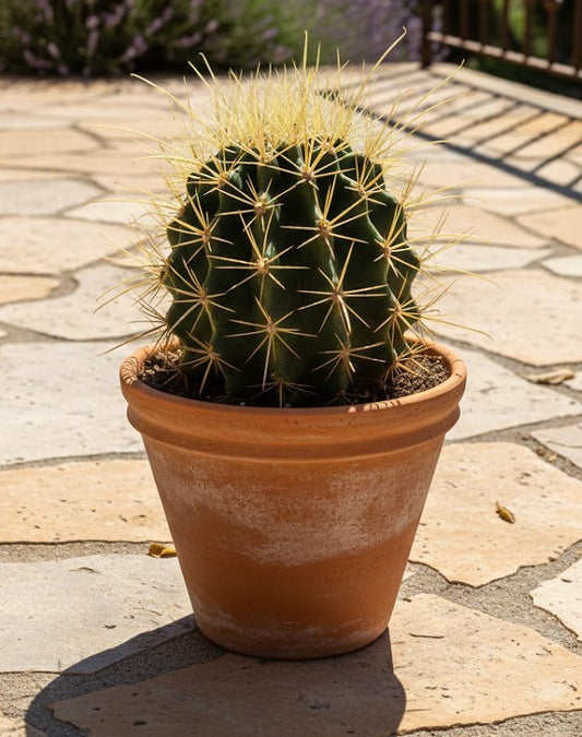 Ferocactus hamatacanthus,sehr große Pflanze,im 17er Topf,Kakteen,Sukkulente