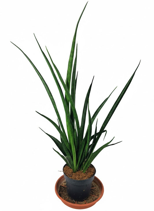 Sansevieria kirkii,Bogenhanf,pflegeleicht Zimmerpflanze,Pflanze ca.50cm hoch