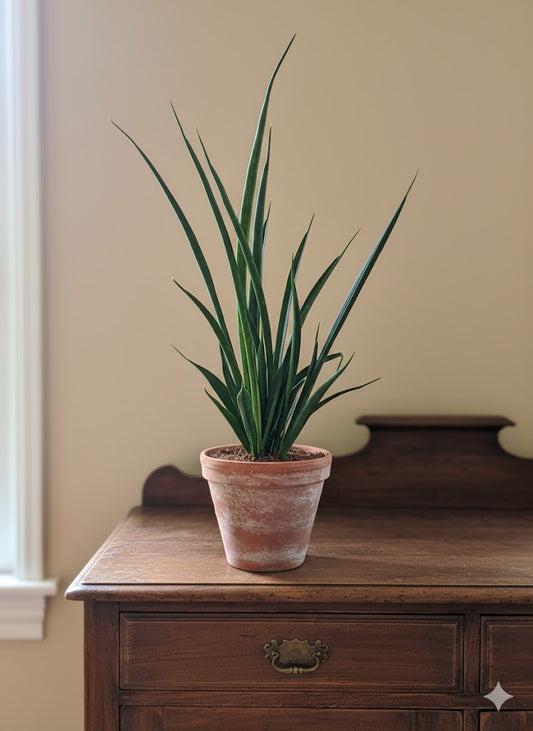 Sansevieria kirkii,Bogenhanf,pflegeleicht Zimmerpflanze,Pflanze ca.50cm hoch