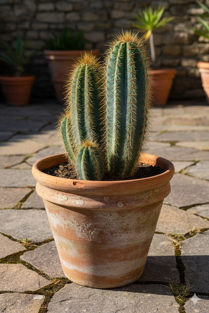 Pilosocereus pachycladys Säulenkaktus Kakteengruppe 5-6 Pflanzen 11er Topf K 5
