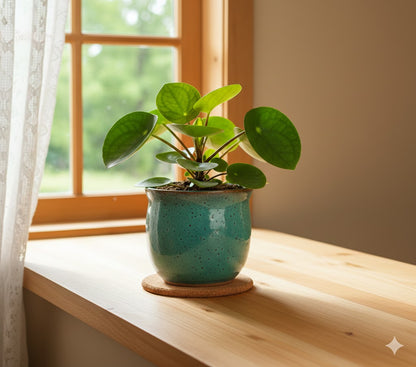 Peperomia polybotrya raindrop Zierpfeffer dekorative Zimmerpflanze ca.16cm