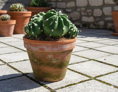 Echinopsis subdenudata,Seeigel-Kaktus,Solitärpflanze,9er Topf,K 6